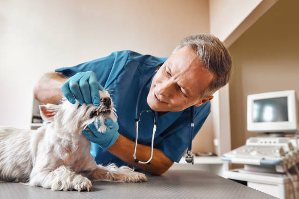 Best Dental Abscess Treatment in Bayard, NE